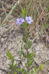 Oblongleaf snakeherb